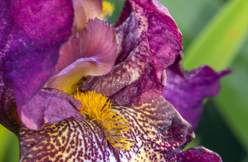 Iris Flower by pdulis
