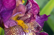 26th May 2023 - Iris Flower