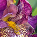 Iris Flower by pdulis