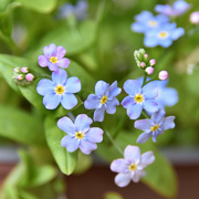 26th May 2023 - Forget-me-not