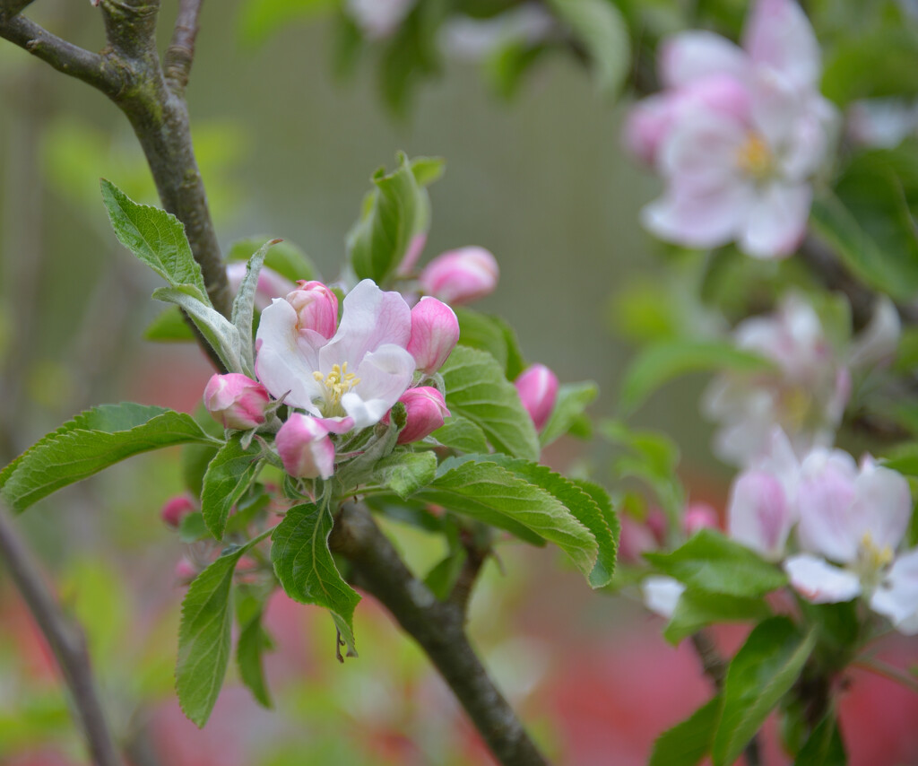 Apple blossom by clearlightskies