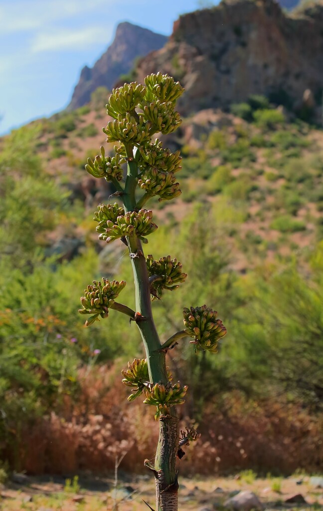 agave stalk in the desert by blueberry1222