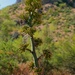 agave stalk in the desert by blueberry1222
