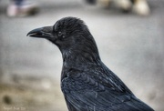 26th May 2023 - Carrion Crow