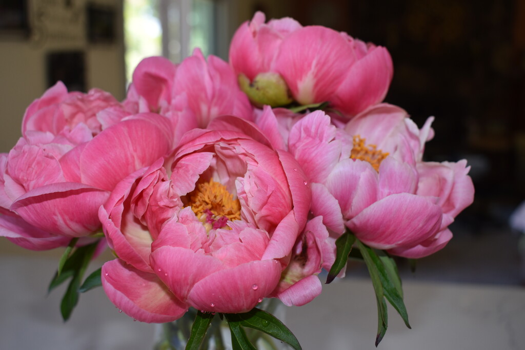 First Peonies by lisab514