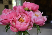 25th May 2023 - First Peonies