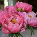 First Peonies