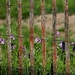 Peeking Through the Fence