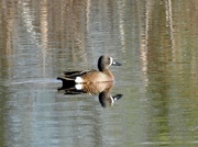 3rd May 2023 - Blue-winged Teal