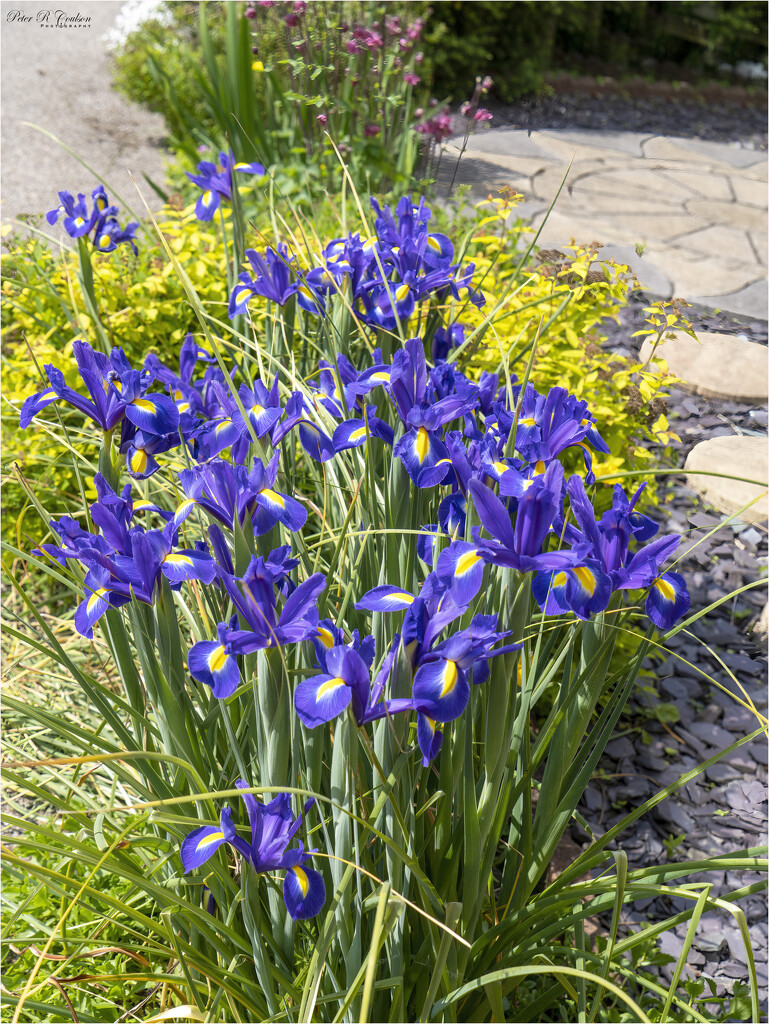 My Irises by pcoulson