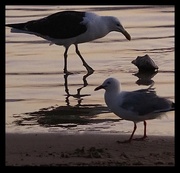 27th May 2023 - Black winged Gulls.     Day 27
