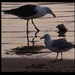 Black winged Gulls.     Day 27 by Dawn