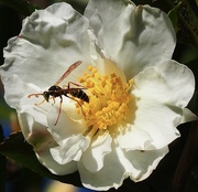 27th May 2023 - Camellia flower and wasp