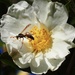 Camellia flower and wasp
