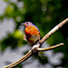 May 22 Blue Bird On Dogwood IMG_3424AA by georgegailmcdowellcom