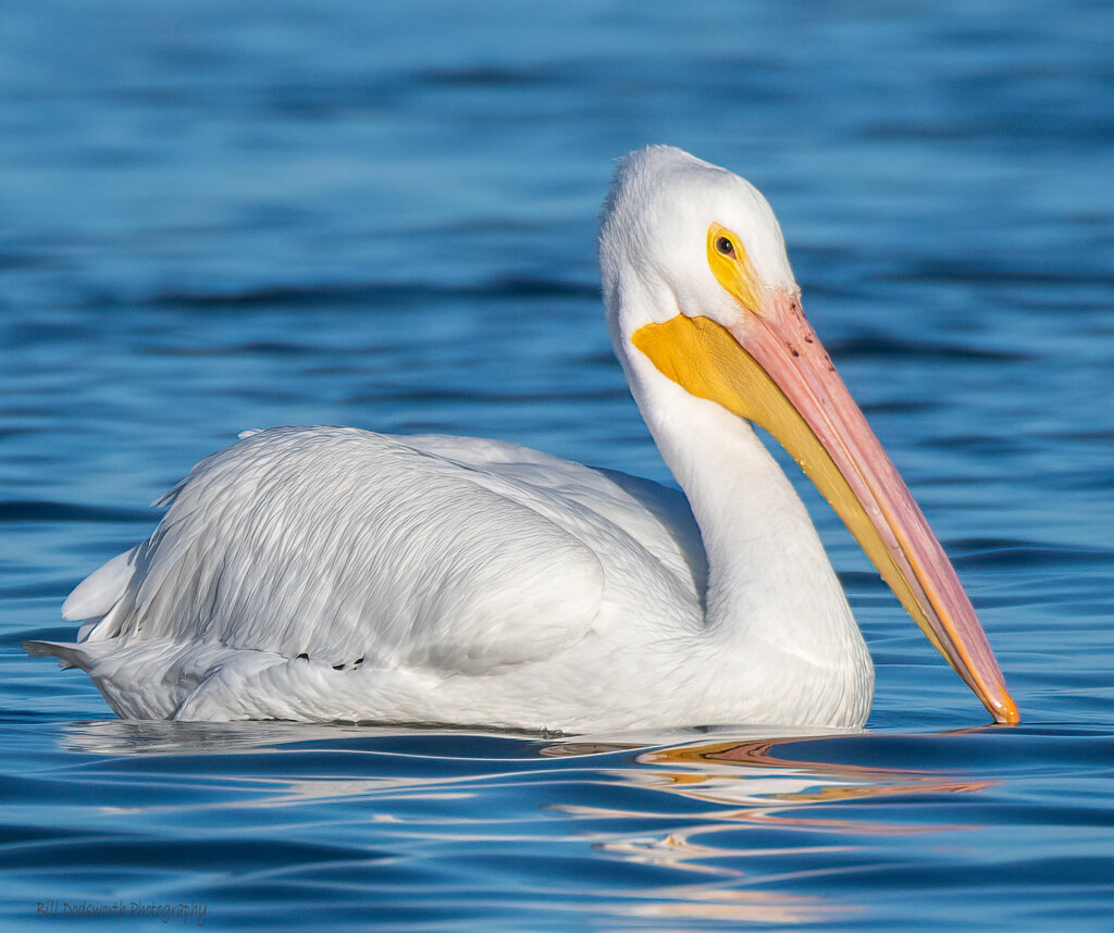 White Pelican by photographycrazy