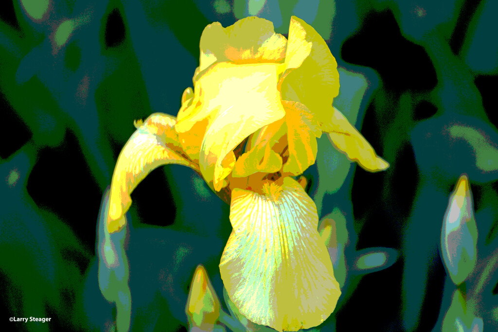 Yellow Iris artistic by larrysphotos