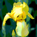 Yellow Iris artistic