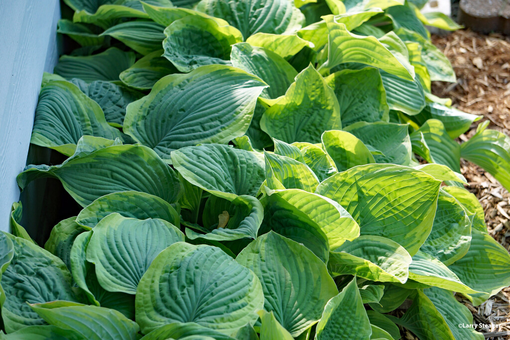 Hosta have jumped out of the ground by larrysphotos