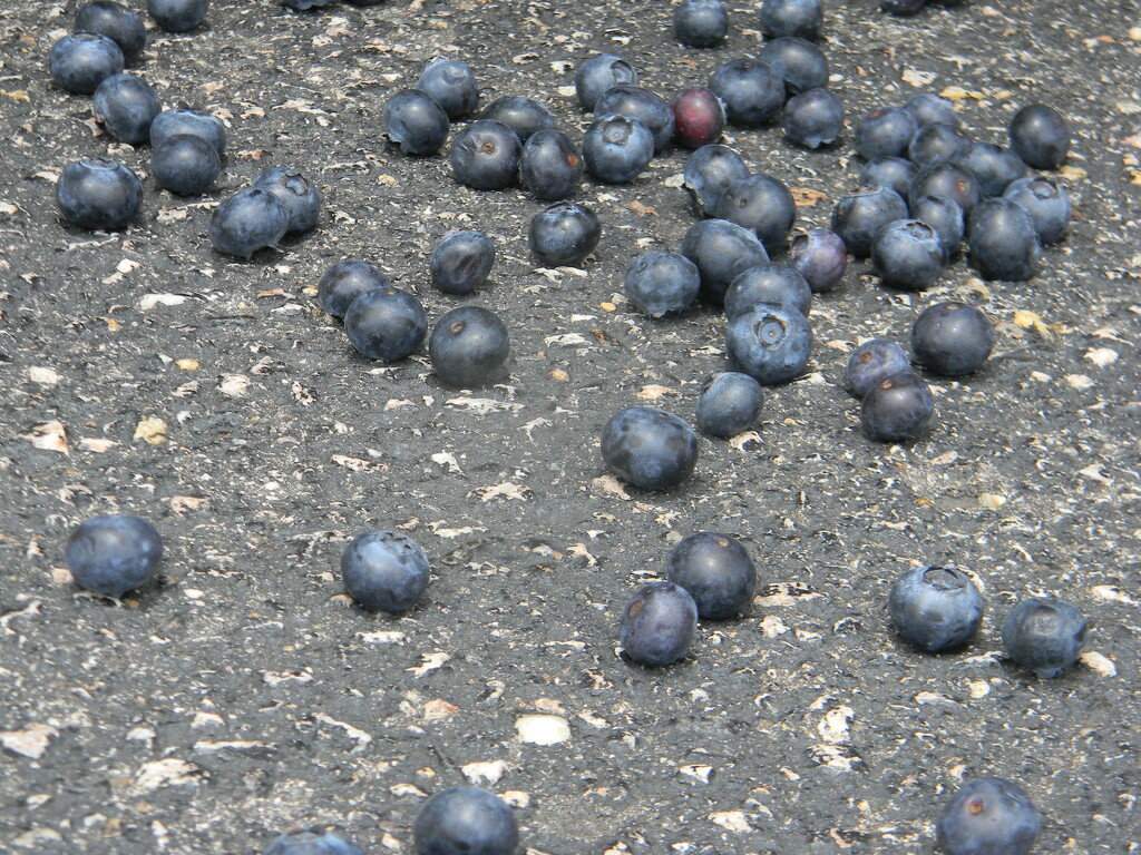 Blueberries in Parking Lot by sfeldphotos