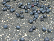 26th May 2023 - Blueberries in Parking Lot