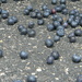 Blueberries in Parking Lot by sfeldphotos