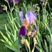 Aunt Jo’s Iris