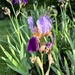 Aunt Jo’s Iris by beckyk365