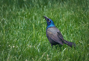 25th May 2023 - Graceful Grackle
