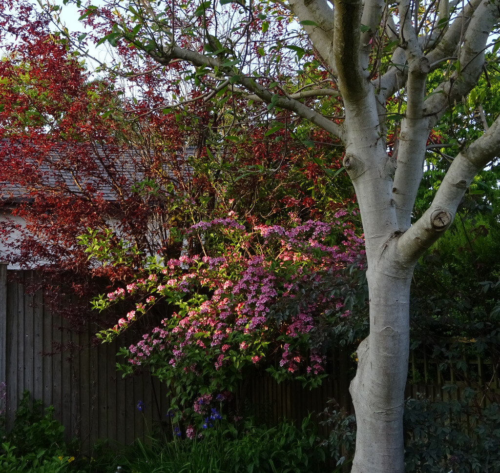 late light striking the weigela by anniesue