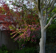 26th May 2023 - late light striking the weigela