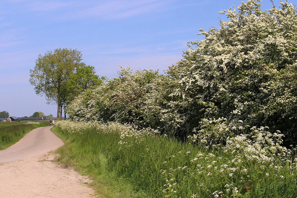 Hawthorn country , with Cow Parsley verges  by pyrrhula
