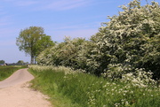 26th May 2023 -  Hawthorn country , with Cow Parsley verges 