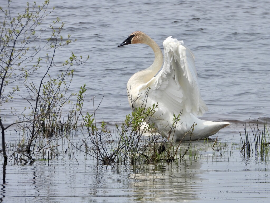 Swan stretch by amyk