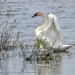 Swan stretch