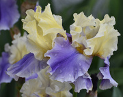 25th May 2023 - Two-Toned Iris