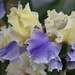 Two-Toned Iris