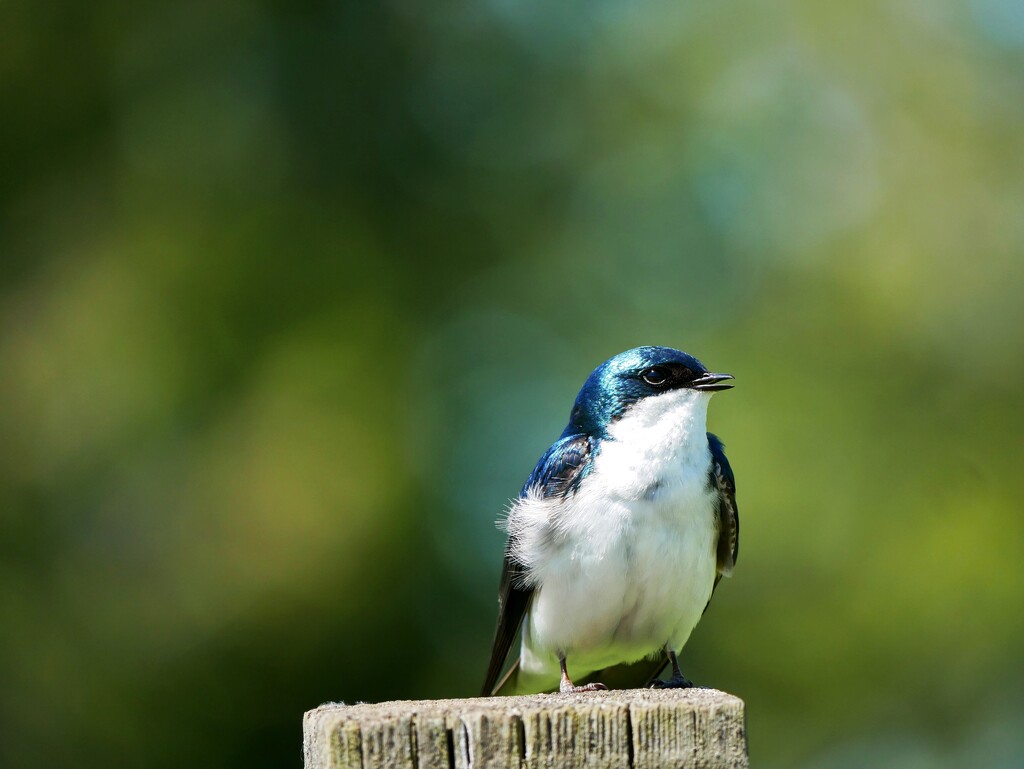 Tree Swallow by ljmanning