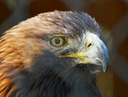26th May 2023 - Golden Eagle