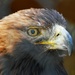 Golden Eagle by ljmanning