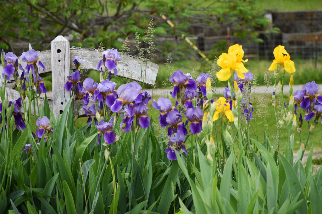 An Abundance of Irises by bjywamer