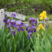 An Abundance of Irises
