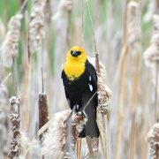26th May 2023 - Yellow-Headed Blackbird
