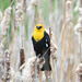 Yellow-Headed Blackbird by bjywamer