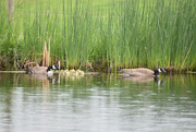 26th May 2023 - Canadian Goose Family