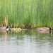 Canadian Goose Family by bjywamer
