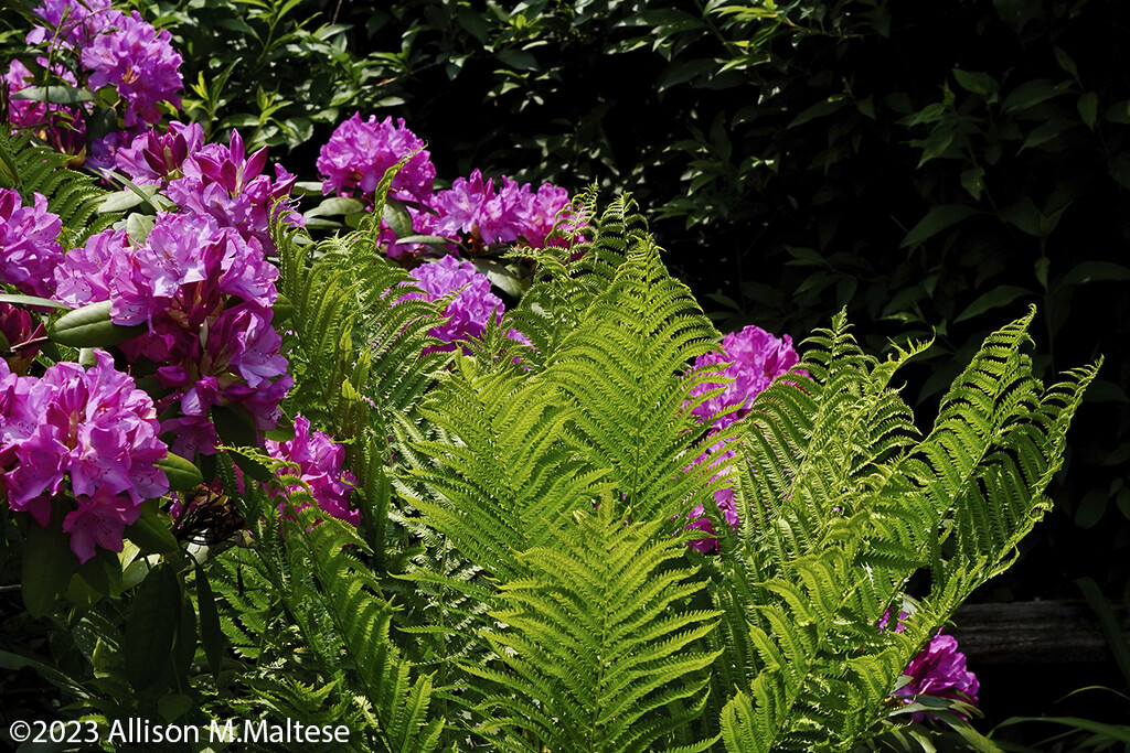 Rhodies and Ferns by falcon11