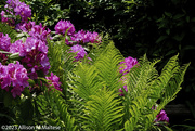 25th May 2023 - Rhodies and Ferns