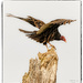 Turkey Vulture