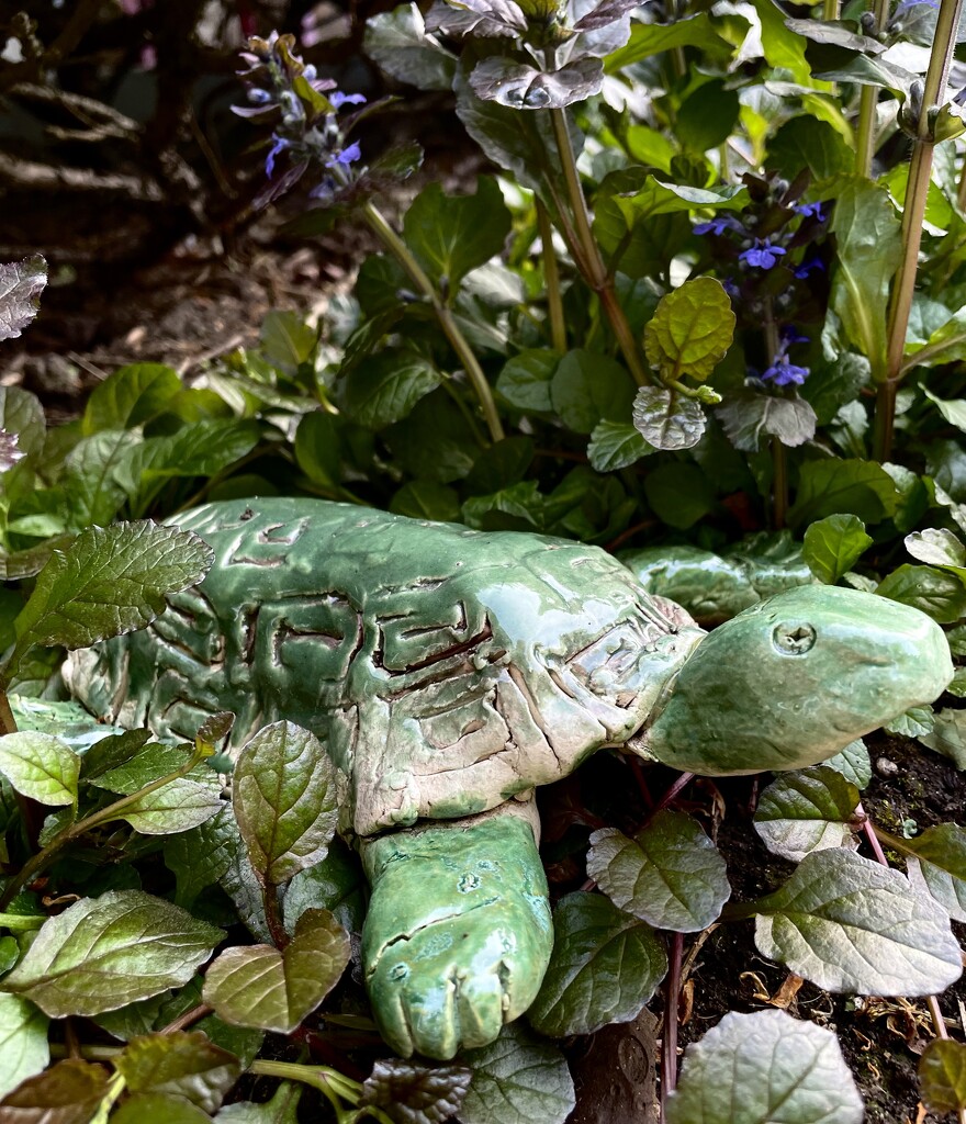 Garden Turtle by eahopp